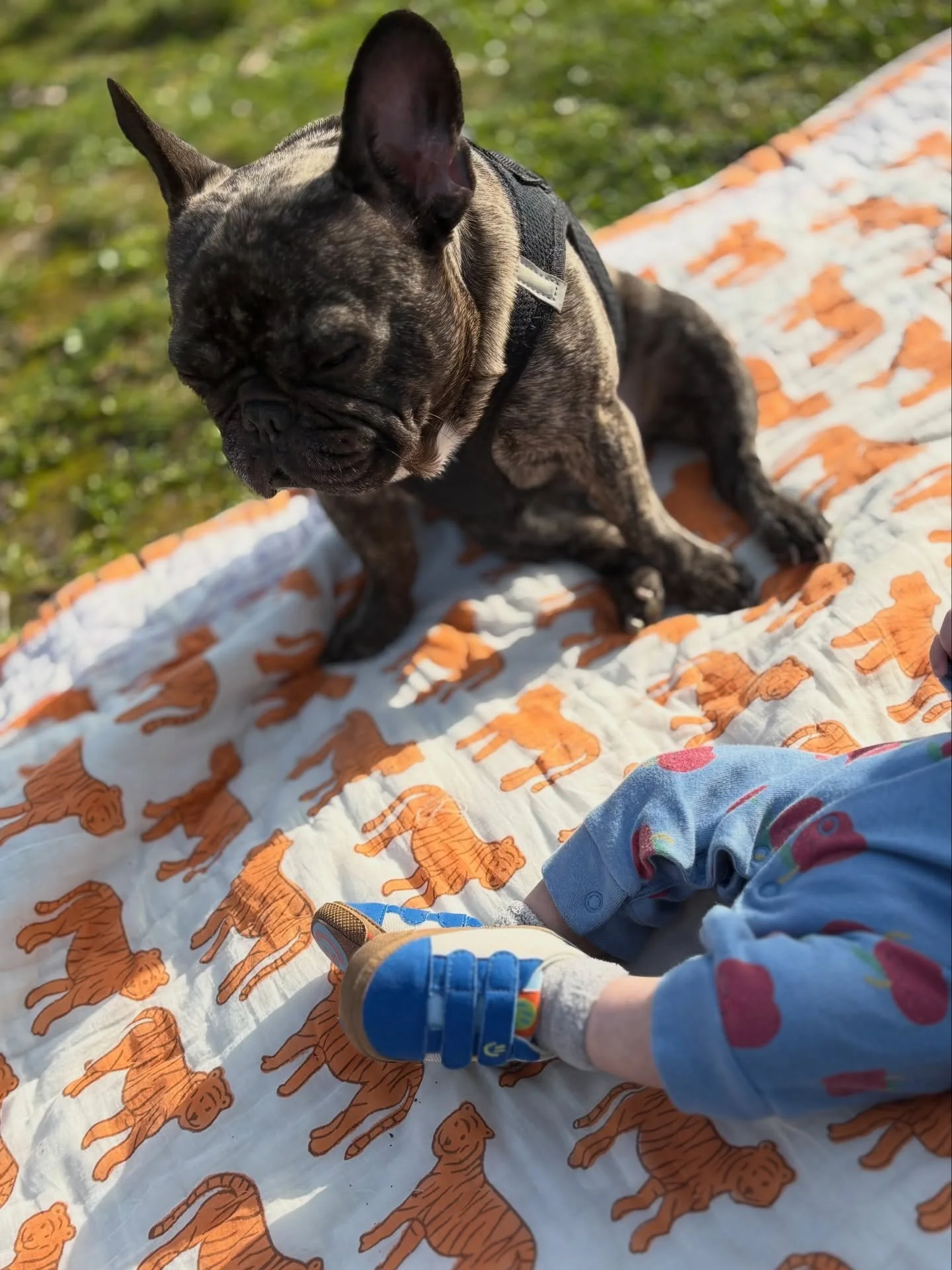 Tiger Trails Blanket 🐅💜
Soft enough for the littlest dreamers.
Our Tiger Trails Blanket is baby-soft, lightweight, and breathable. Handmade with 100% cotton for the gentlest touch on delicate skin.
Perfect for spring picnics, tummy time, cozy naps,