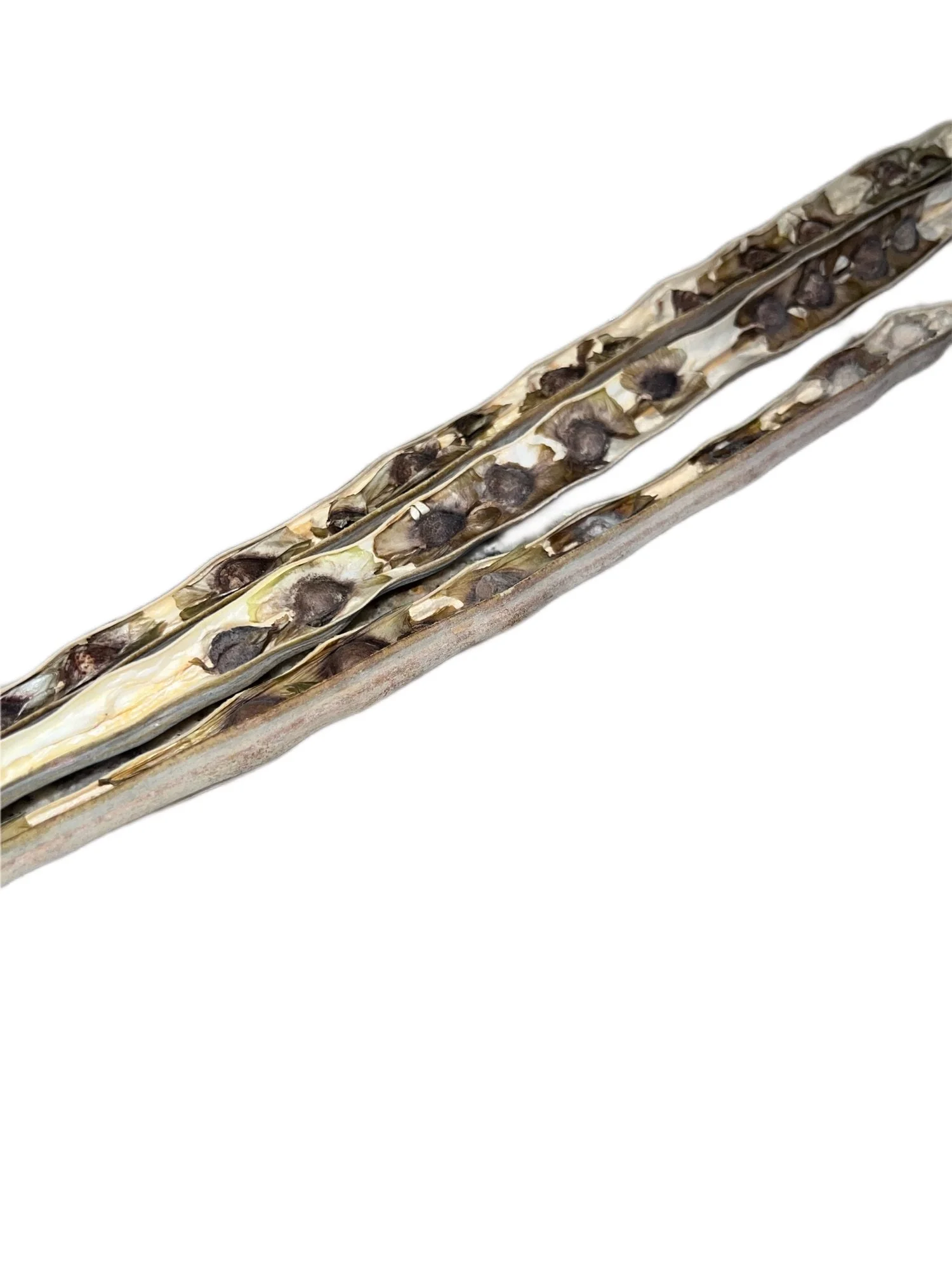 Moringa Seeds