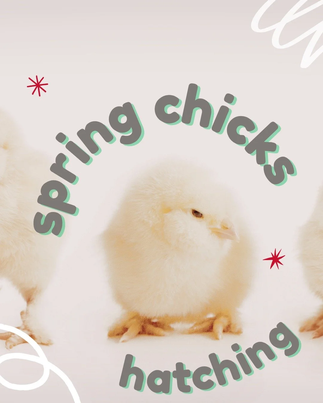 🐣 Something "Fluffy" is Coming to an HPS Classroom!

We have some "egg-citing" news! Thanks to a HEF grant, some of our students are about to embark on a hands-on journey into the world of life sciences. This year, they aren&rsqu