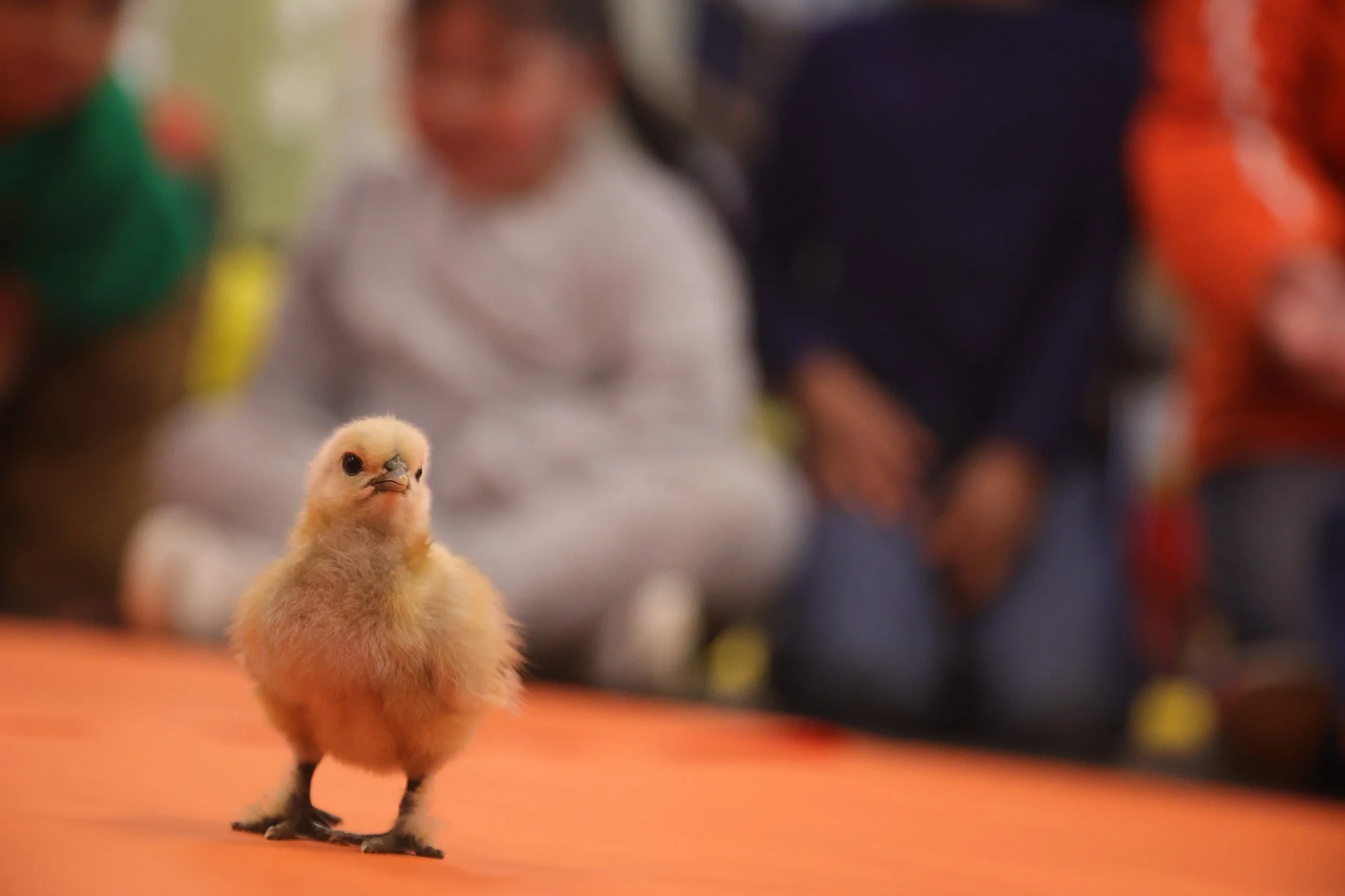 Holland Language Academy's Ren&eacute;e Klaasen (Preschool) received a HEF grant titled "The Life Cycle of a Chicken"&mdash;"It was so life giving watching the kids all study the hatching experience daily. When they started to hatch, t