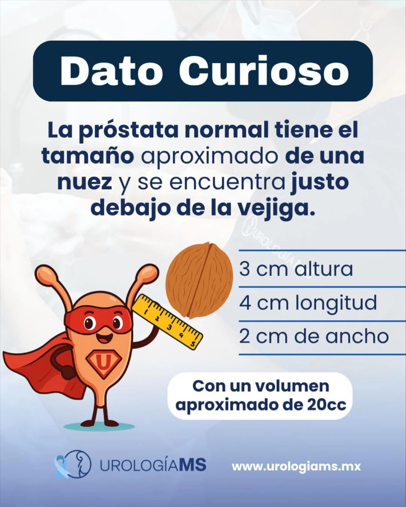 &iquest;Sab&iacute;as que la pr&oacute;stata tiene el tama&ntilde;o de una nuez?
Una pr&oacute;stata sana mide aproximadamente:
📏 3 cm de alto
📏 4 cm de largo
📏 2 cm de ancho
Con un volumen promedio de 20 cc y se ubica justo debajo de la vejiga.

