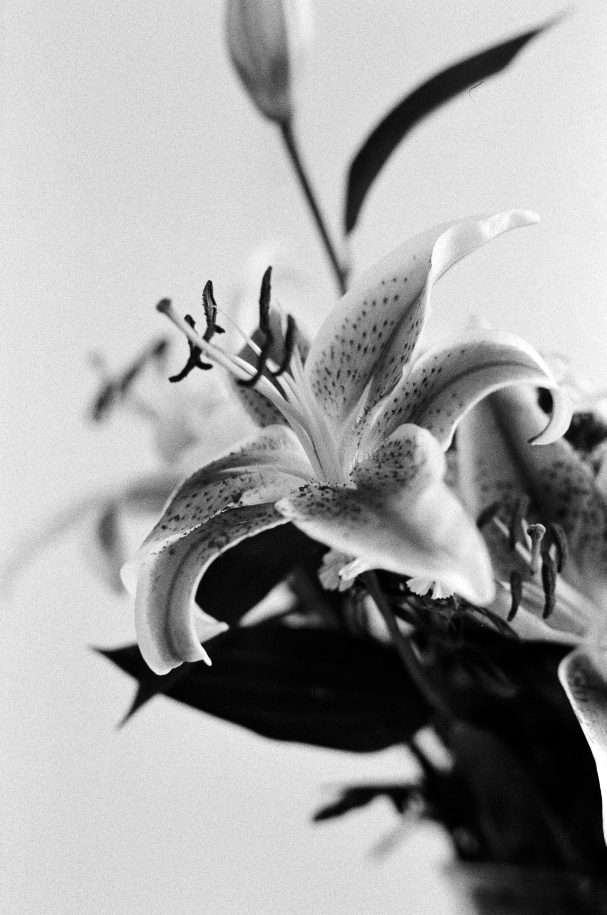flower b&w 1.jpg