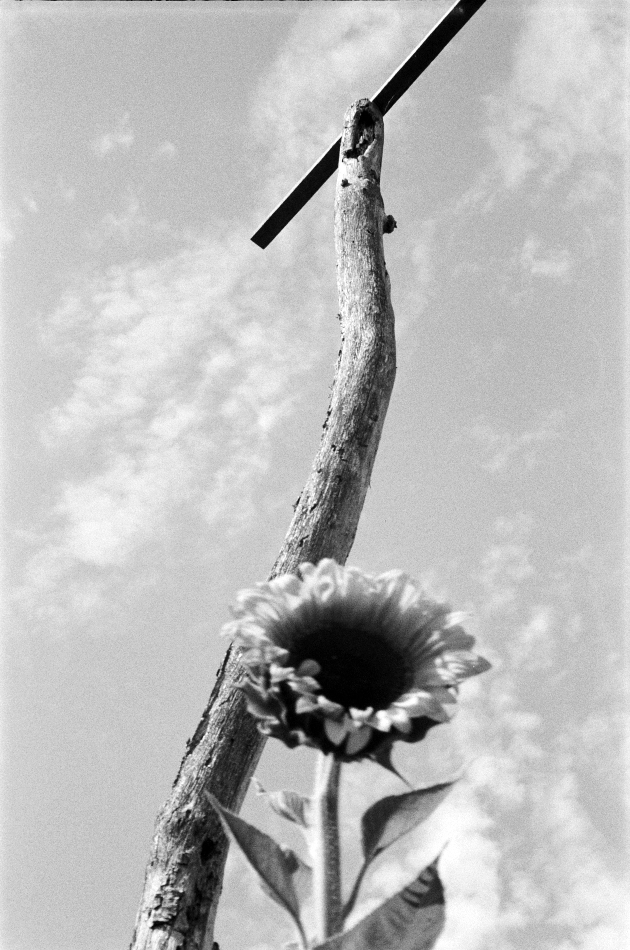 sunflower post jpg convert.jpg