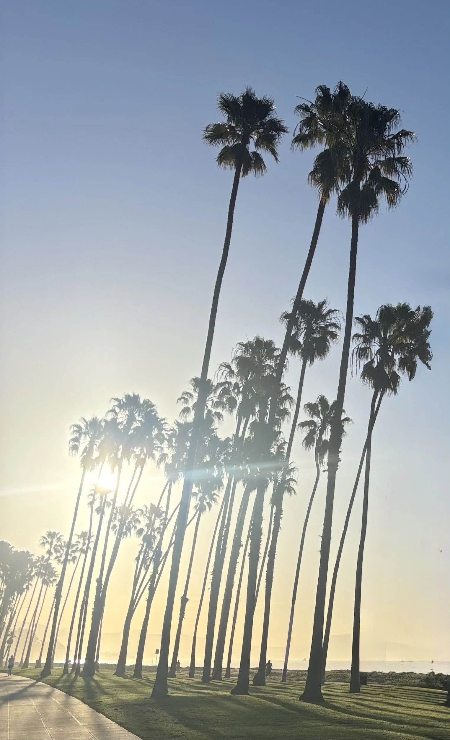 Palms, Santa Barbara, California, 2025, Digital Photo