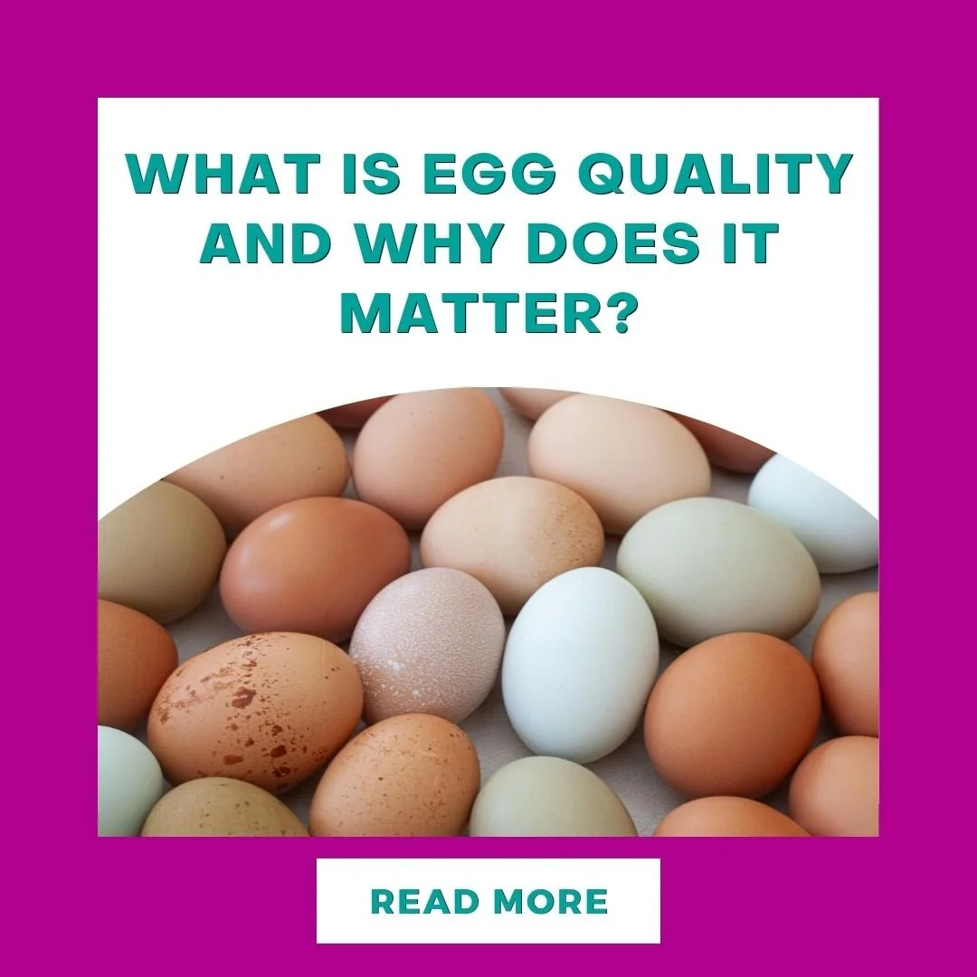 What Is Egg Quality and Why Does It Matter?