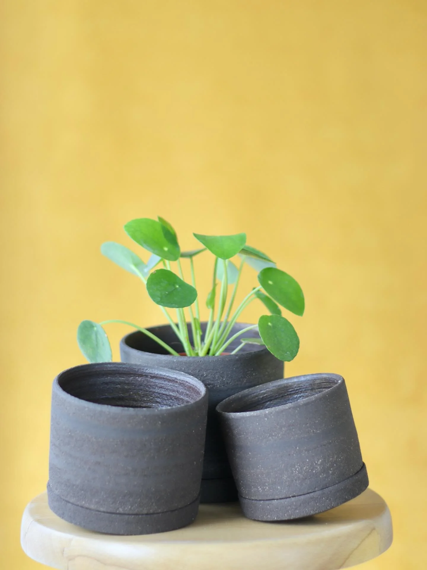 Earth in fired clay. The perfect home for a tiny dancing Pilea 🌱

#WheelThrown #CraftedWithCare #HouseplantClub #LeafLove #ArtisanMade #SupportHandmade