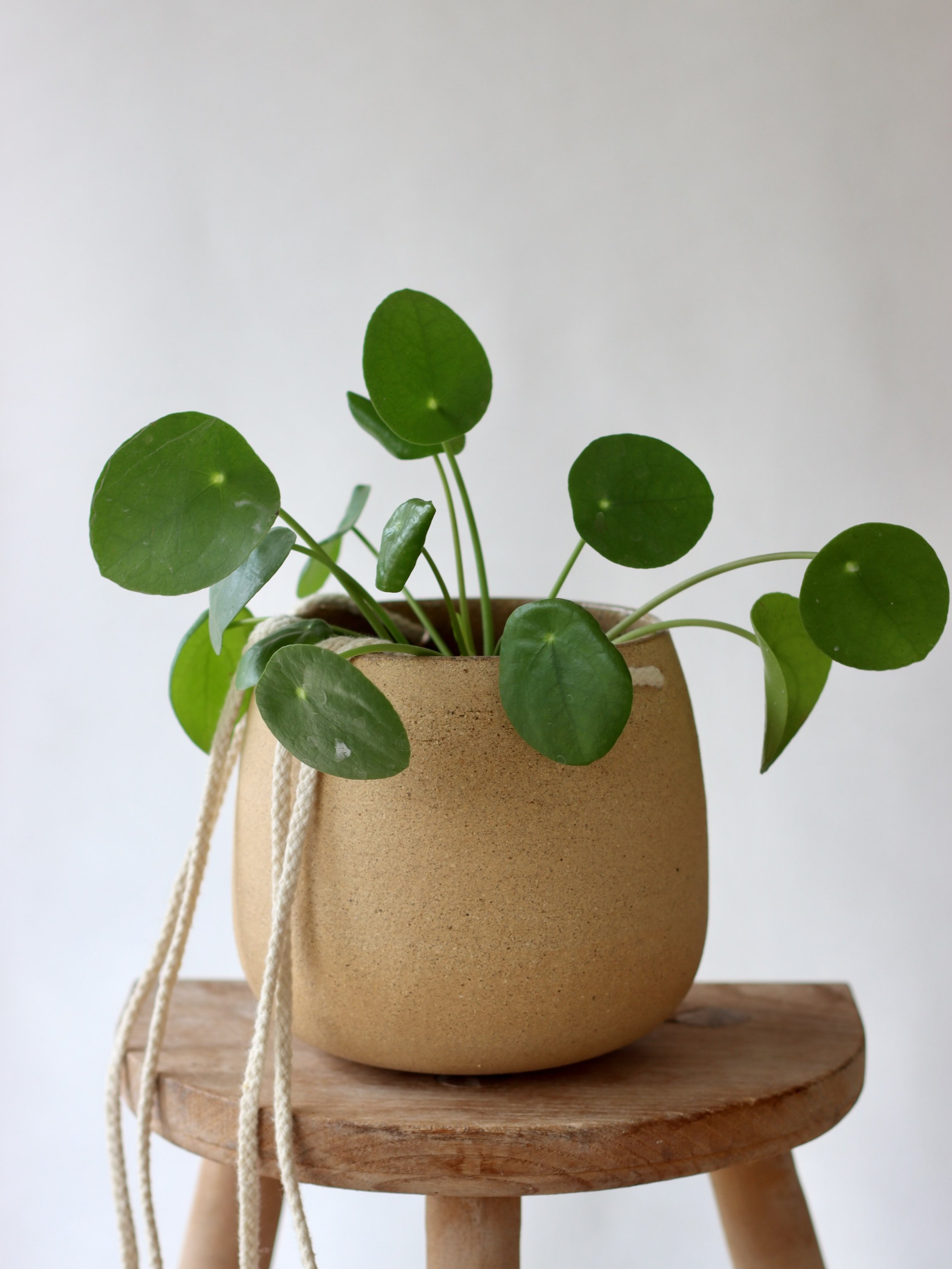 Hanging in there&hellip;

#HandmadeCeramics #PunIntended