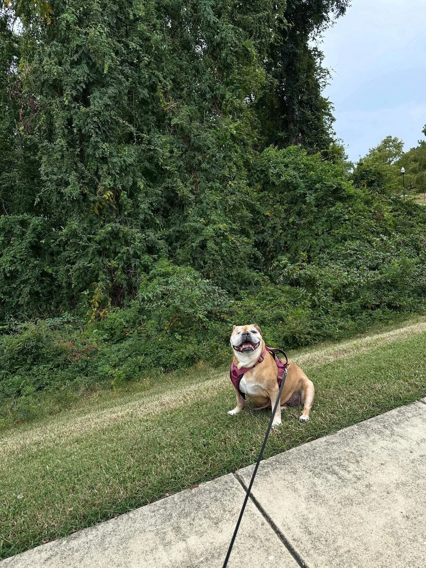 Come for a nature walk with Bella and I 🐶🌳🍃🍂 It was the most perfect overcast breezy day.
