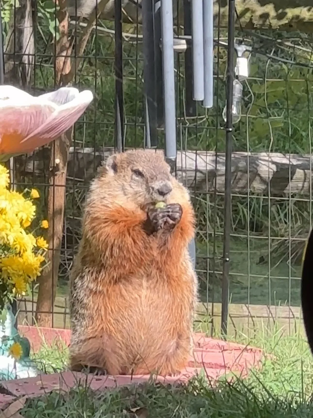 Everyone meet MARVIN THE GREAT 🦔 (we&rsquo;re using the hedgehog because there is no groundhog emoji) 

He was scoping out our yard a couple days ago and basically now he&rsquo;s our new friend. I&rsquo;ve put out grapes and almonds for him but need