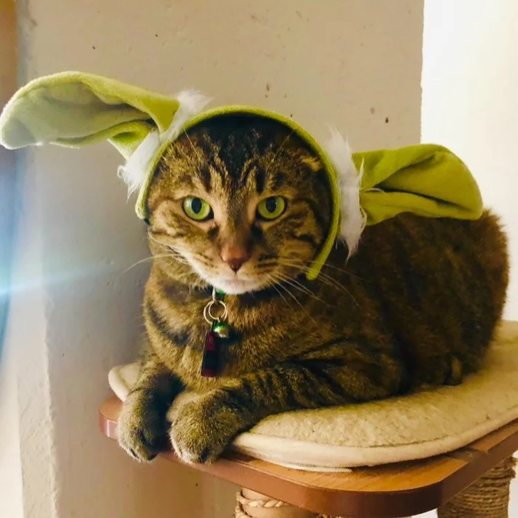 Pay you will. 
#maythe4thbewithyou