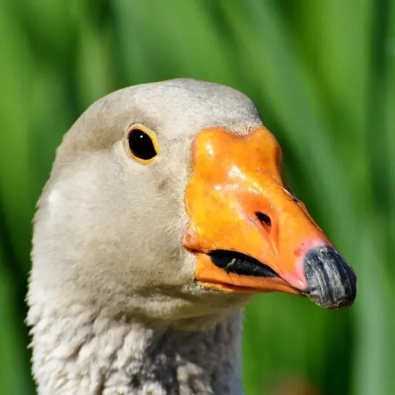 a goose