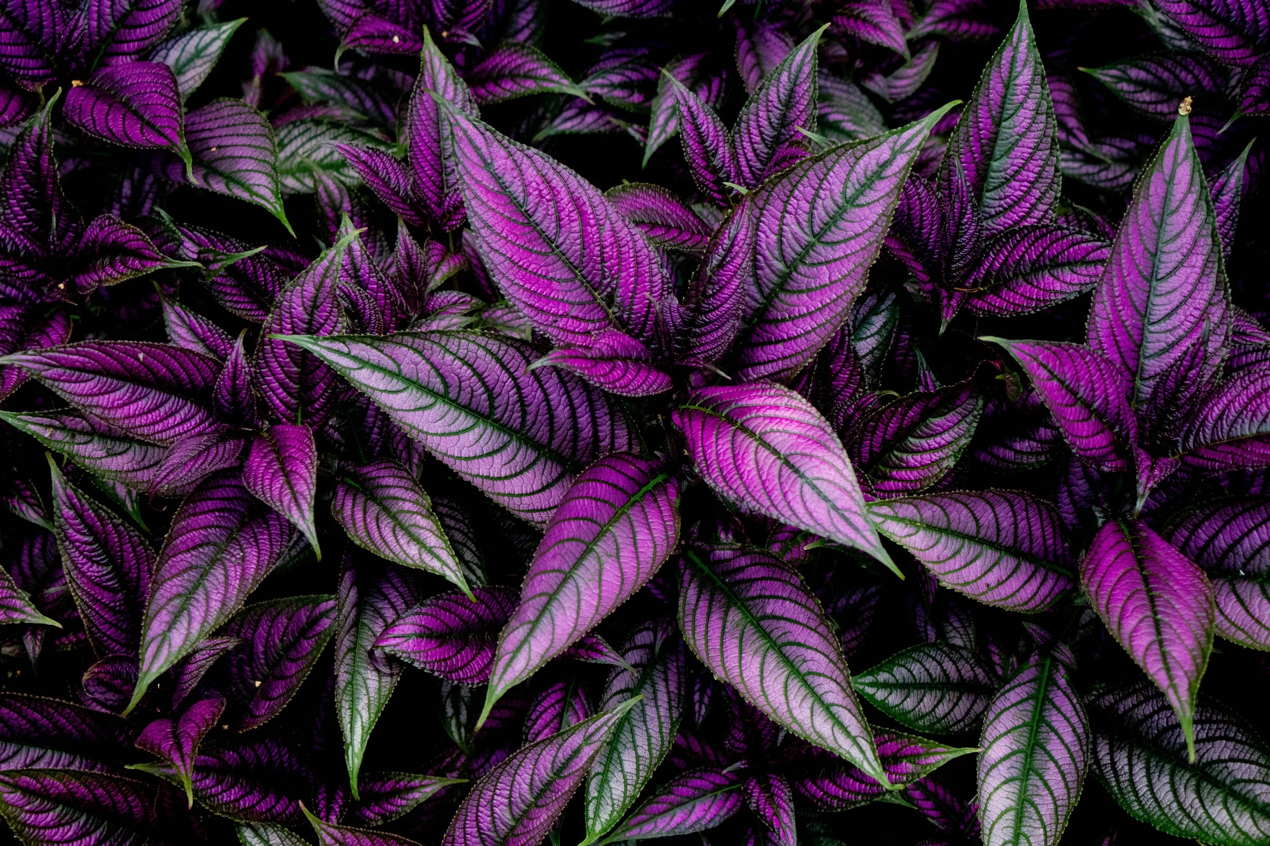 Intense deep purple leaves fill the image-- taken by Alexis Berardi in Tulsa OK Botanic Gardens.