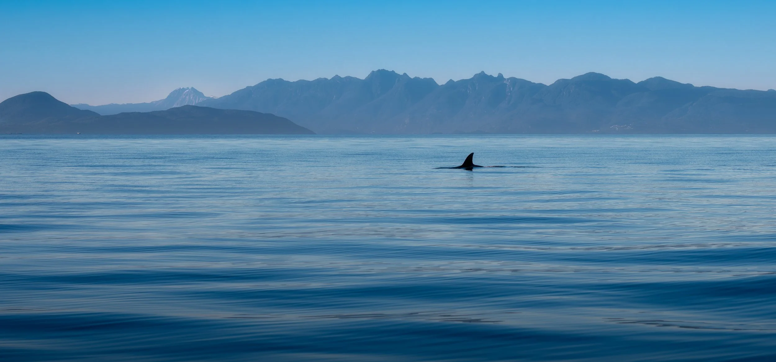 Killer Whale in Puget Sound.jpg