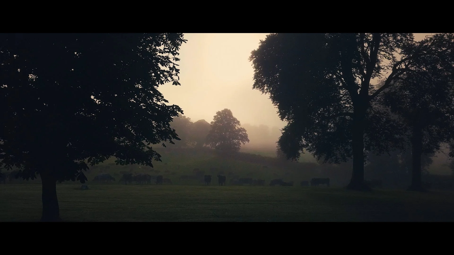 QMA Stills_1.12.1.jpg