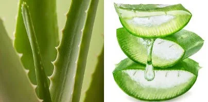 Fresh aloe vera leaves with clear aloe gel, illustrating the natural plant commonly used in skincare and hair care products for its moisturizing and soothing properties.