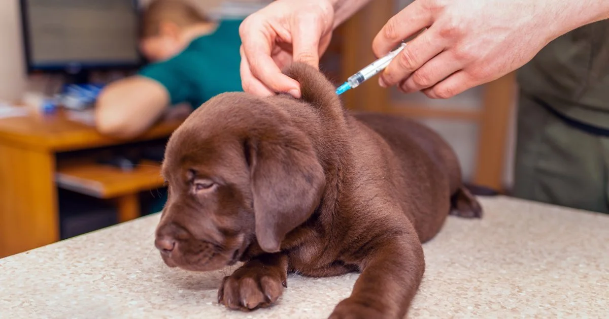All About Pet Vaccinations: What Dogs and Cats Need and When