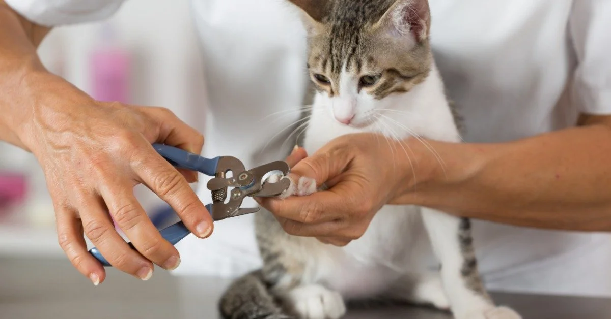 A white and tan cat is having their nails trimmed by a person wearing a white shirt. The nail trimmers have a blue handle.