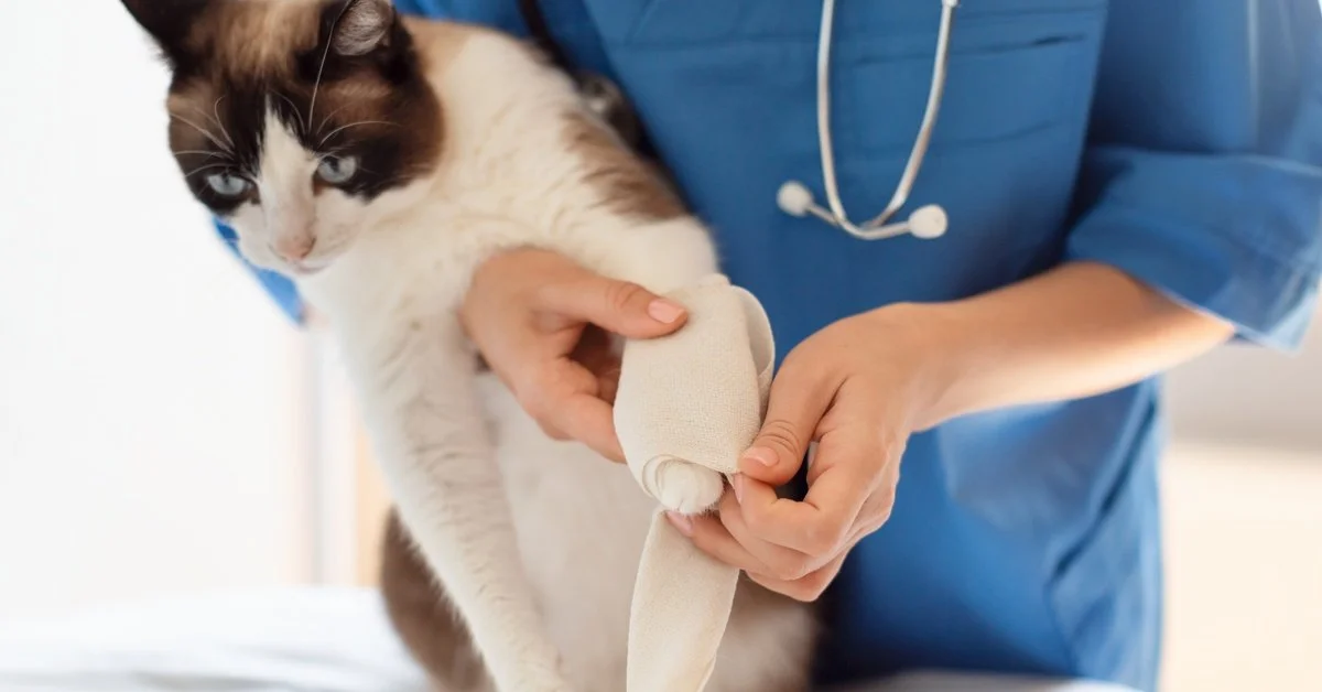 Why Your Cat Is Limping and When To Seek Treatment