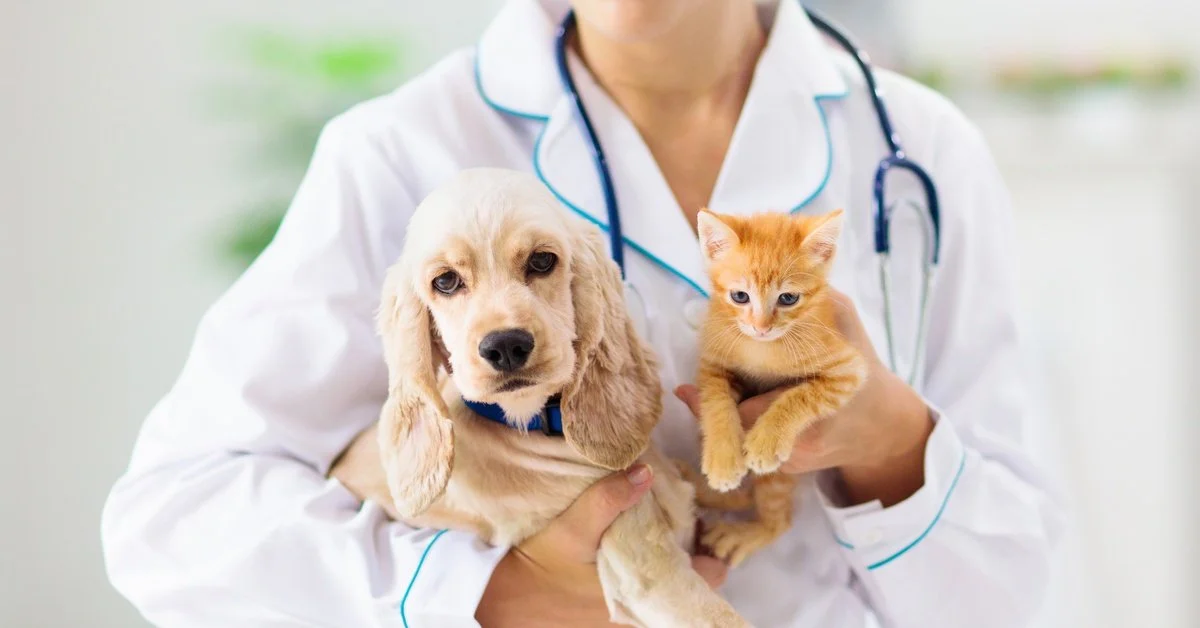 What To Expect During Your Pet's First Visit to the Vet