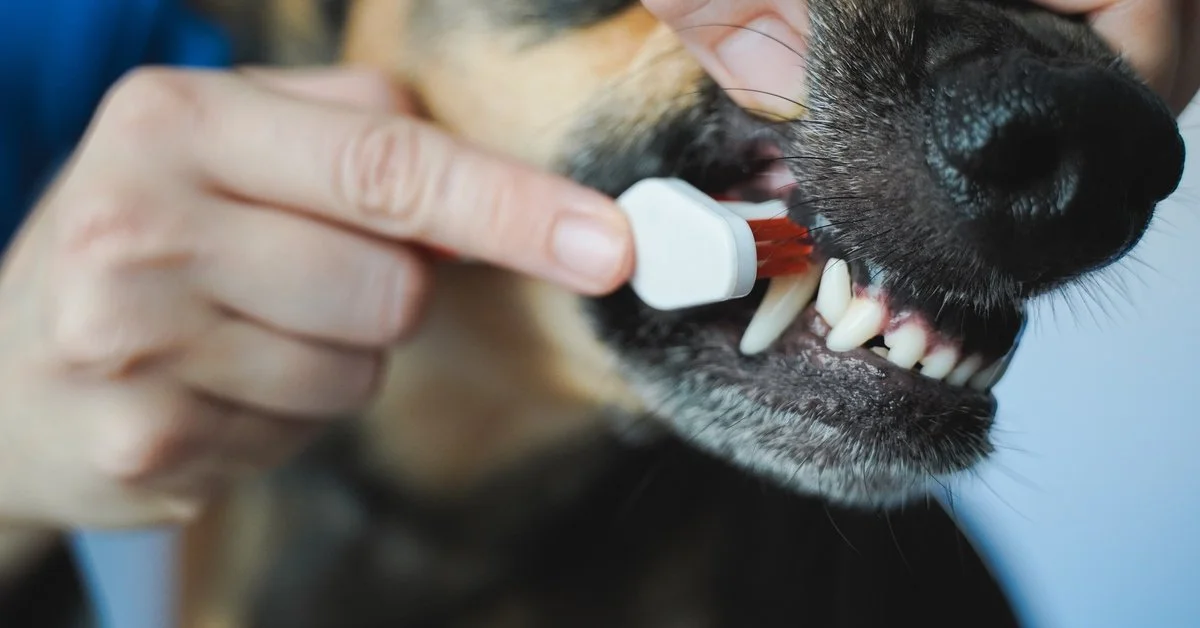 Ways To Keep Your Dog's Teeth Clean and Healthy
