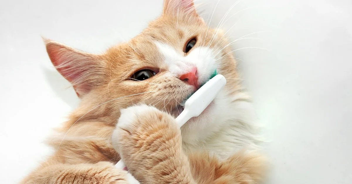 9 Common Signs of Dental Problems in Cats