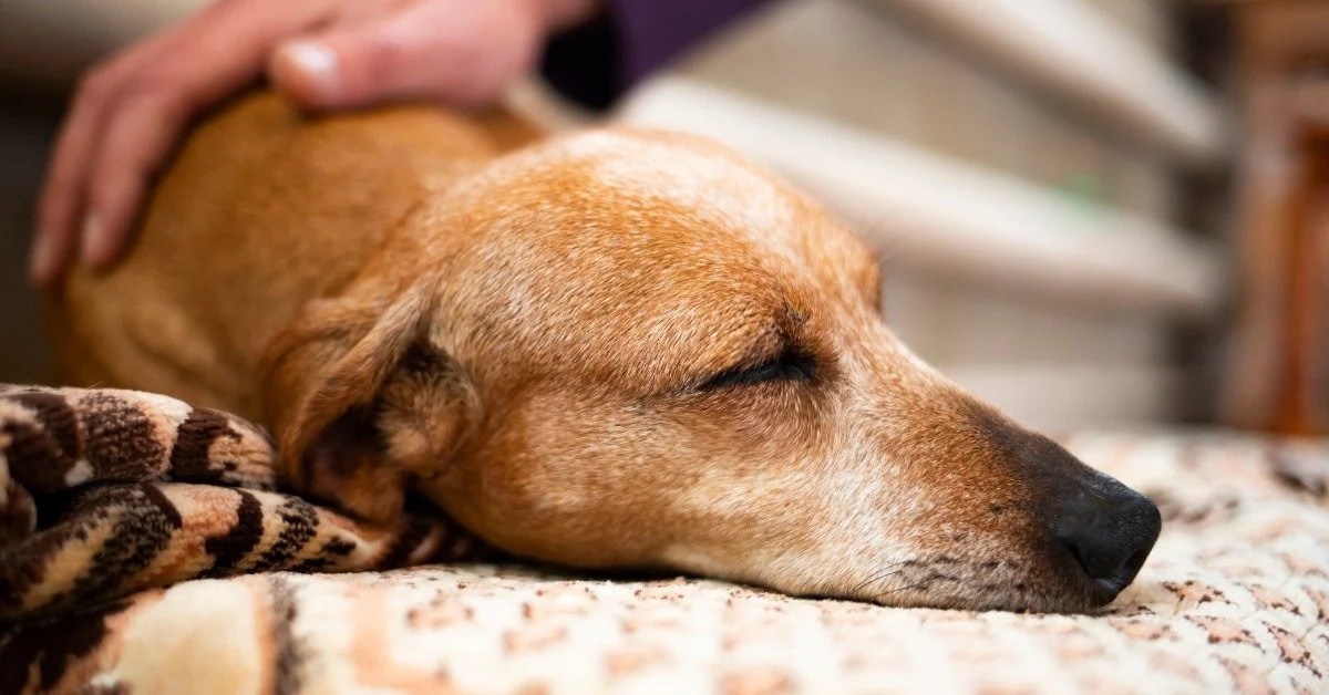 A close-up view shows a person's hand gently resting on the back of a brown dog that's lying on a blanket.
