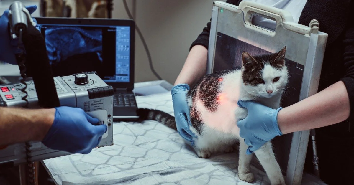 A patchy Tabby cat is being held against a special board by a vet tech as a vet takes an X-ray.