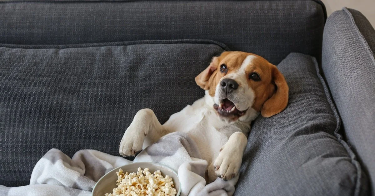 A smiling dog leaning back against the corner of a sofa. The dog has a blanket and a bowl of popcorn over its lap.