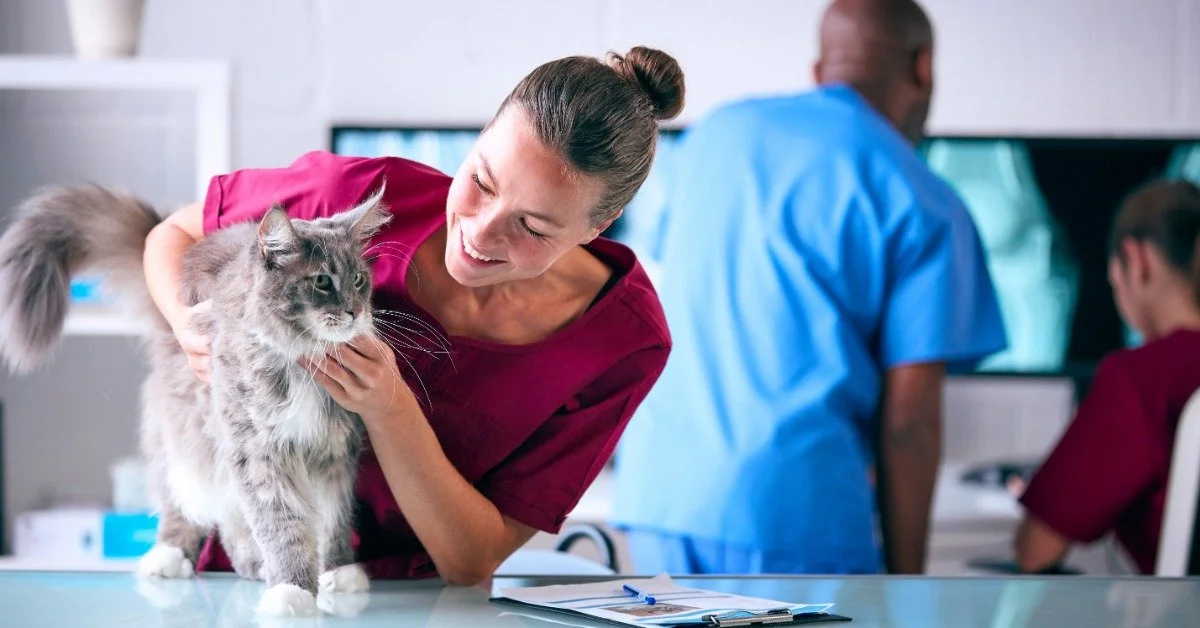 A veterinarian wearing maroon scrubs is smiling and hugging a fluffy, gray cat that stands on an exam table.