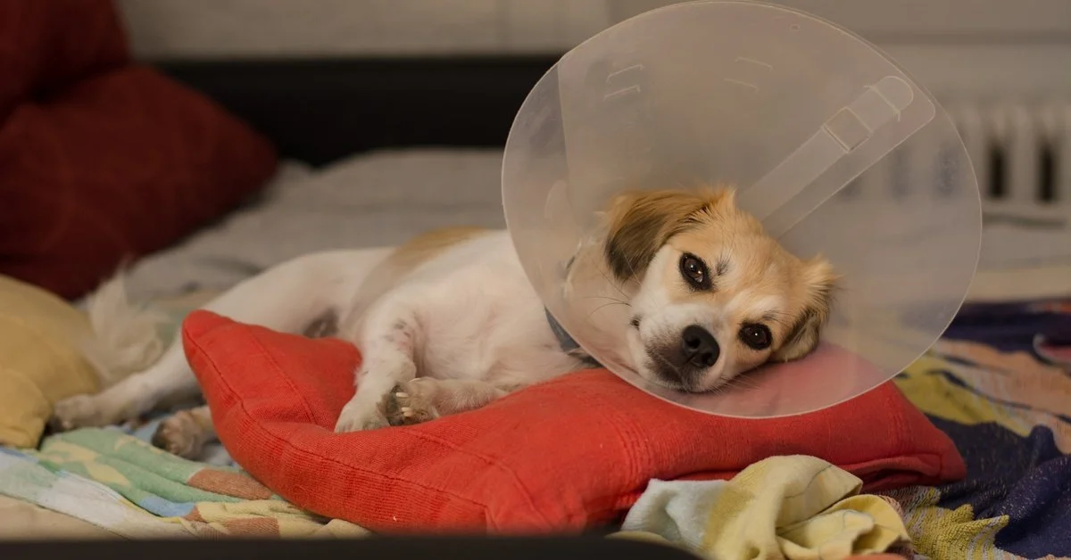 A small tan and white dog is wearing a plastic cone around its head and resting its head on a red pillow.