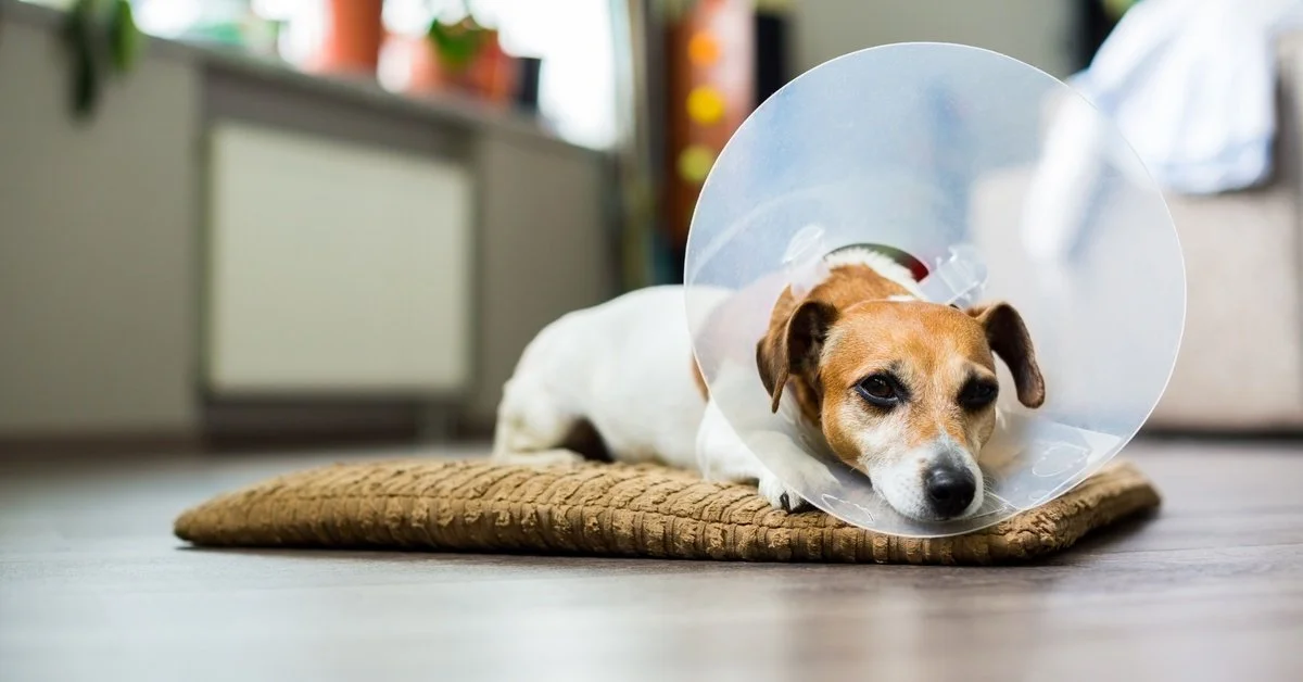 A Jack Russel Terrier wearing a cone is lying on a brown cushion in the middle of the kitchen floor.