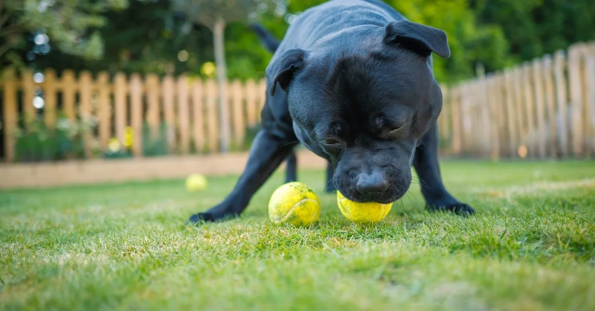 A black Staffordshire bull terrier is standing out in a grassy yard. It's playing with two tennis balls, with one in its mouth.