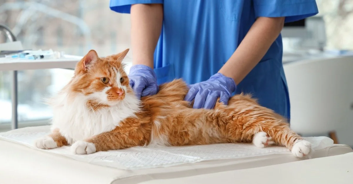 A veterinary professional is wearing blue scrubs and blue latex gloves as they touch an orange and white cat.