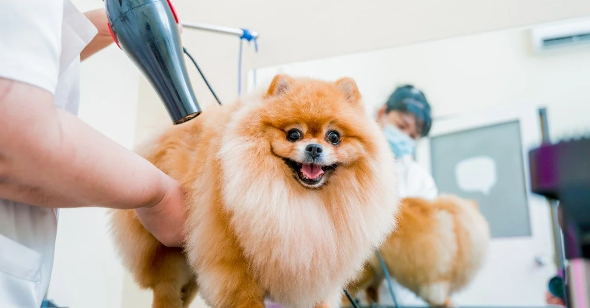 A small, brown Pomeranian dog is at the professional groomers. The groomer is blow-drying the dog's fur.
