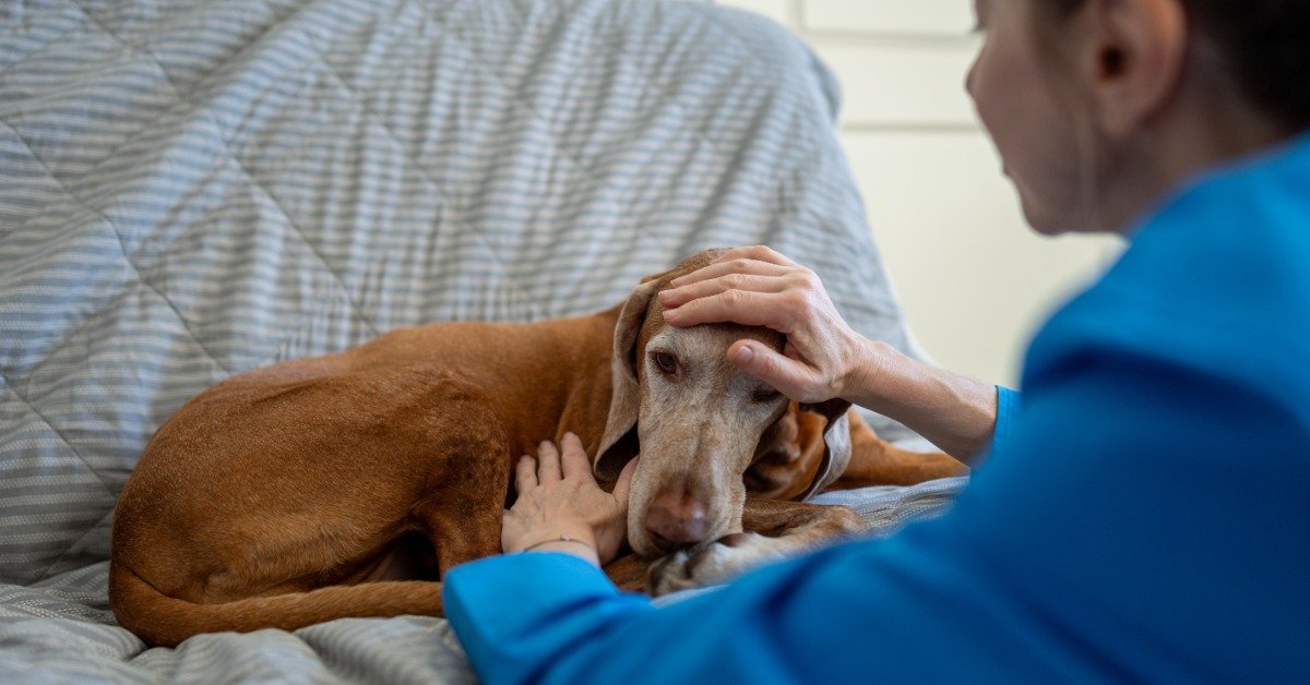 A weak-looking dog is lying on a couch while a woman squats in front of the couch, petting the dog.