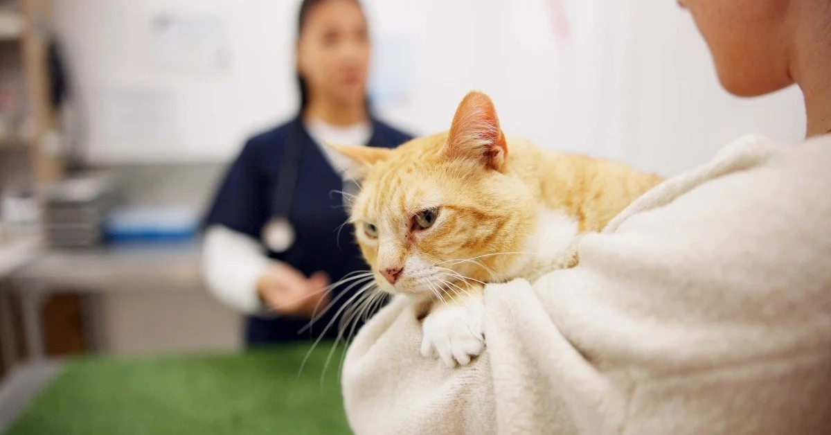A close-up view shows an orange and white cat being held by its owner in an exam room at the vet.
