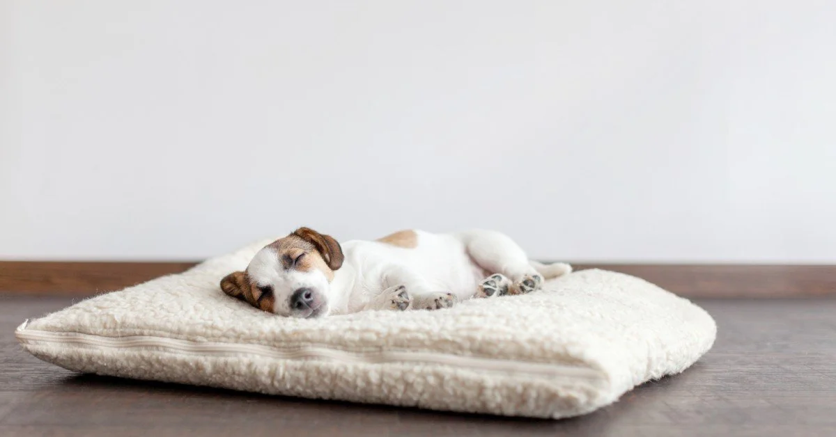 An aging Jack Russel Terrier is sleeping on a fluffy, white square dog bed. The dog bed sits on the floor.