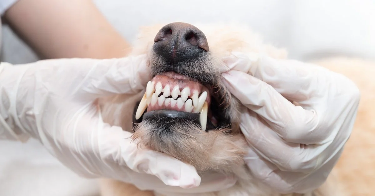 A close-up view shows a person wearing white latex gloves holding up a dog's lips to reveal their teeth.