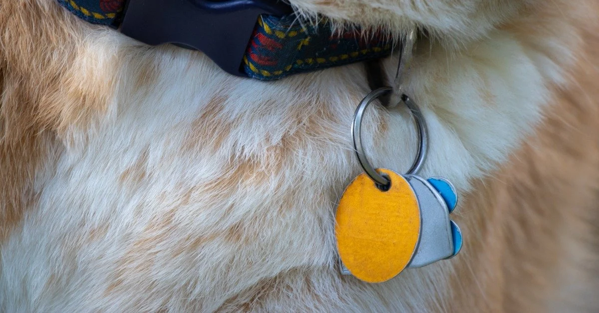 A close-up view shows a dog collar on a fuzzy brown and white dog. The collar has a blue tag, a yellow tag, and a silver tag.