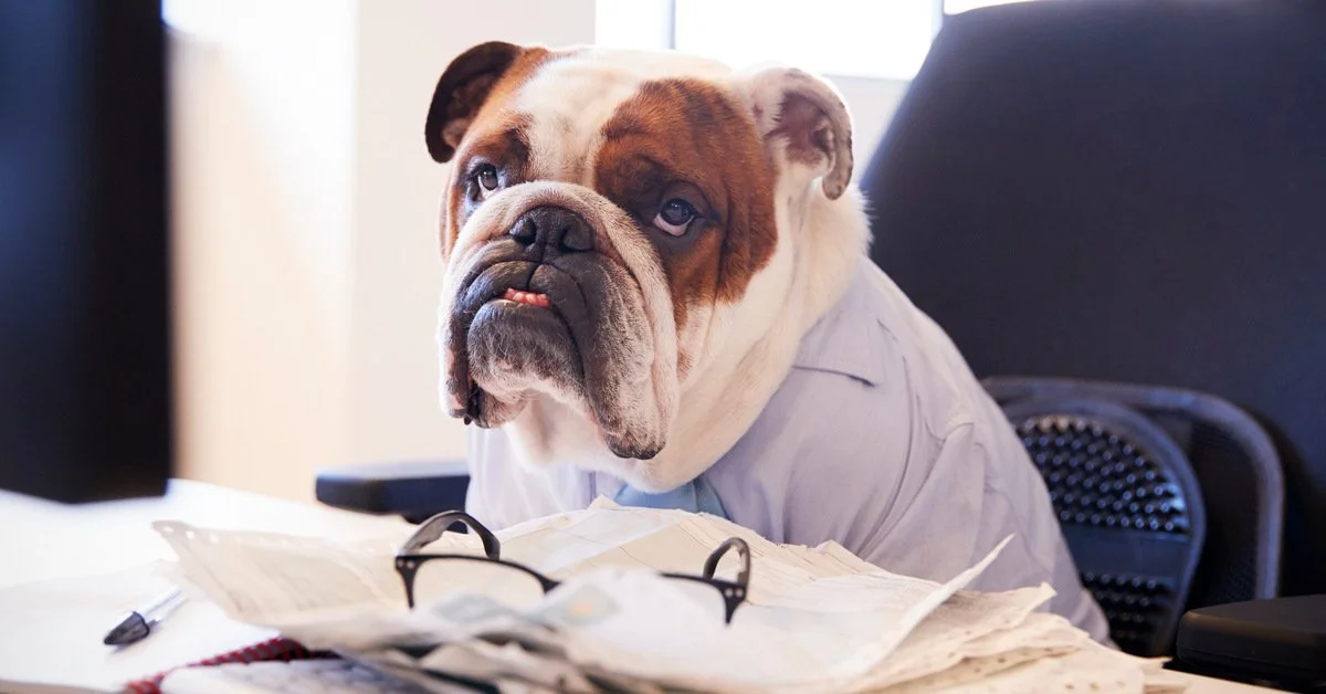 A bulldog in a suit is sitting at a desk. It's surrounded by paperwork and a computer screen.