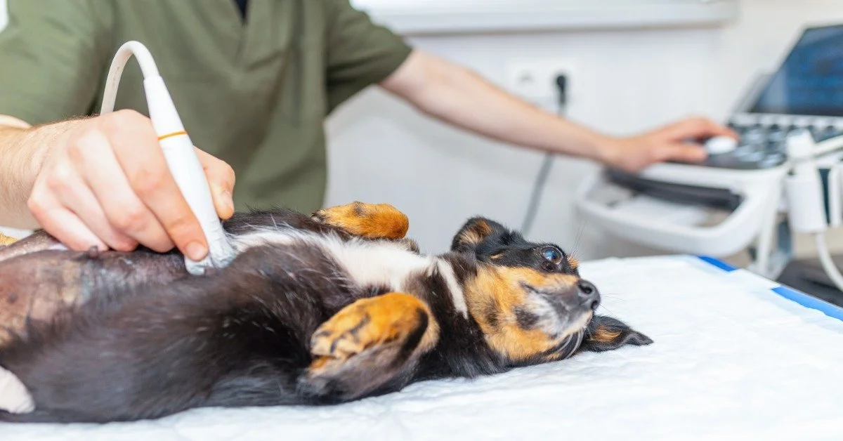 A small brown and black dog lies on its back as a vet uses an ultrasound probe on the dog's stomach.