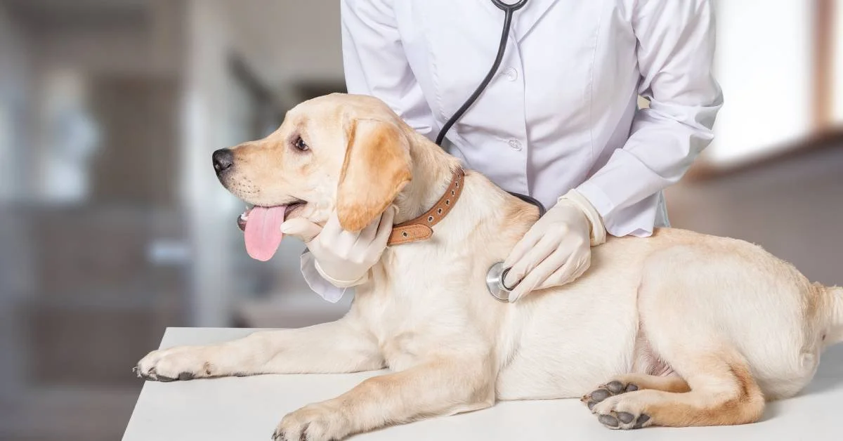 A large Labrador with its tongue out is lying on a veterinary table. A person in a white coat is using a stethoscope on it.