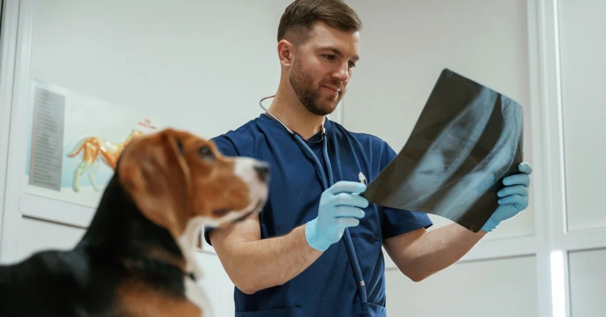 A male vet stands in an exam room looking at a printed X-ray. A beagle is sitting on the exam table.