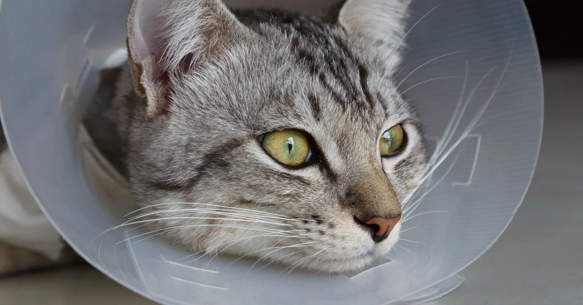 An American shorthair cat lying on the floor and gazing off to the right. It has a plastic cone around its neck.