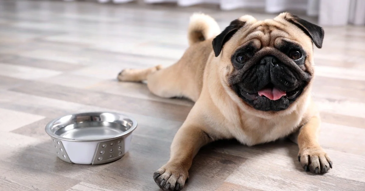 A cute Pug lies on a wooden floor next to a stainless steel bowl full of water. The dog has its tongue out and is panting.