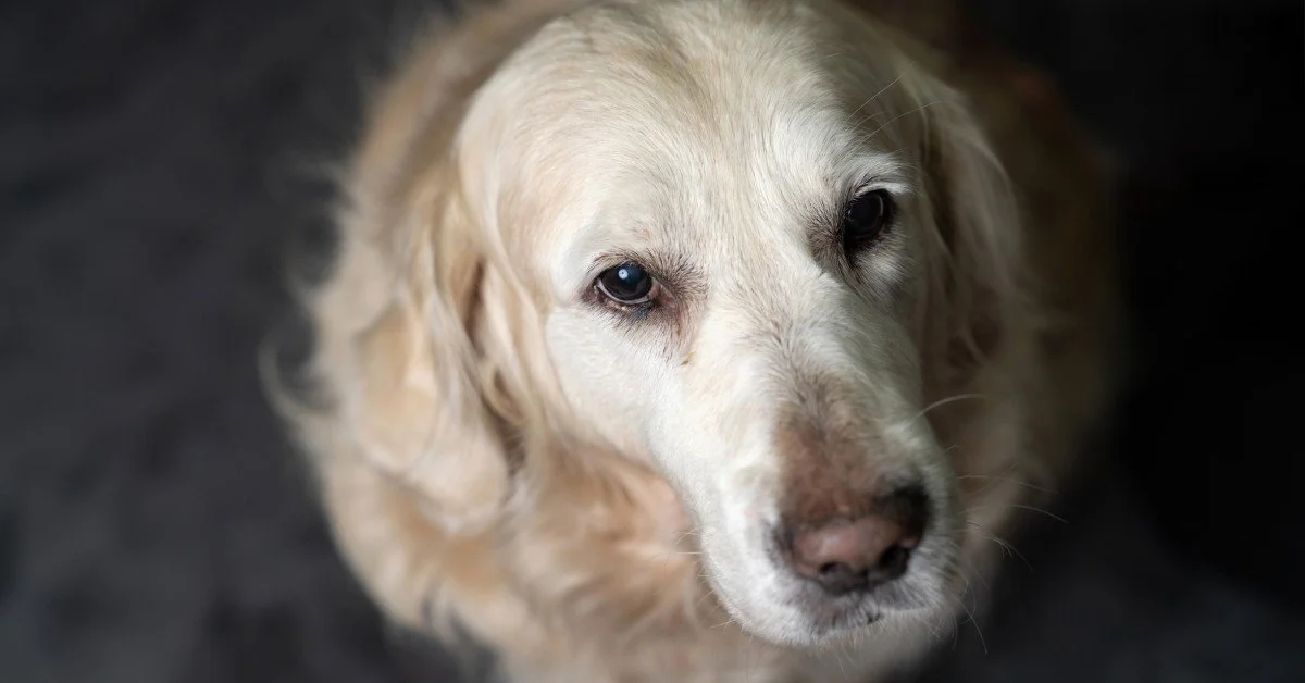 A close-up view shows an aging Golden Retriever. The dark-colored background around the dog is blurry.