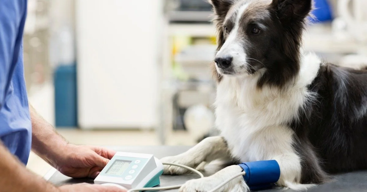 A black and white Border Collie lies on an exam table. A blood pressure cuff is wrapped around one of their legs.