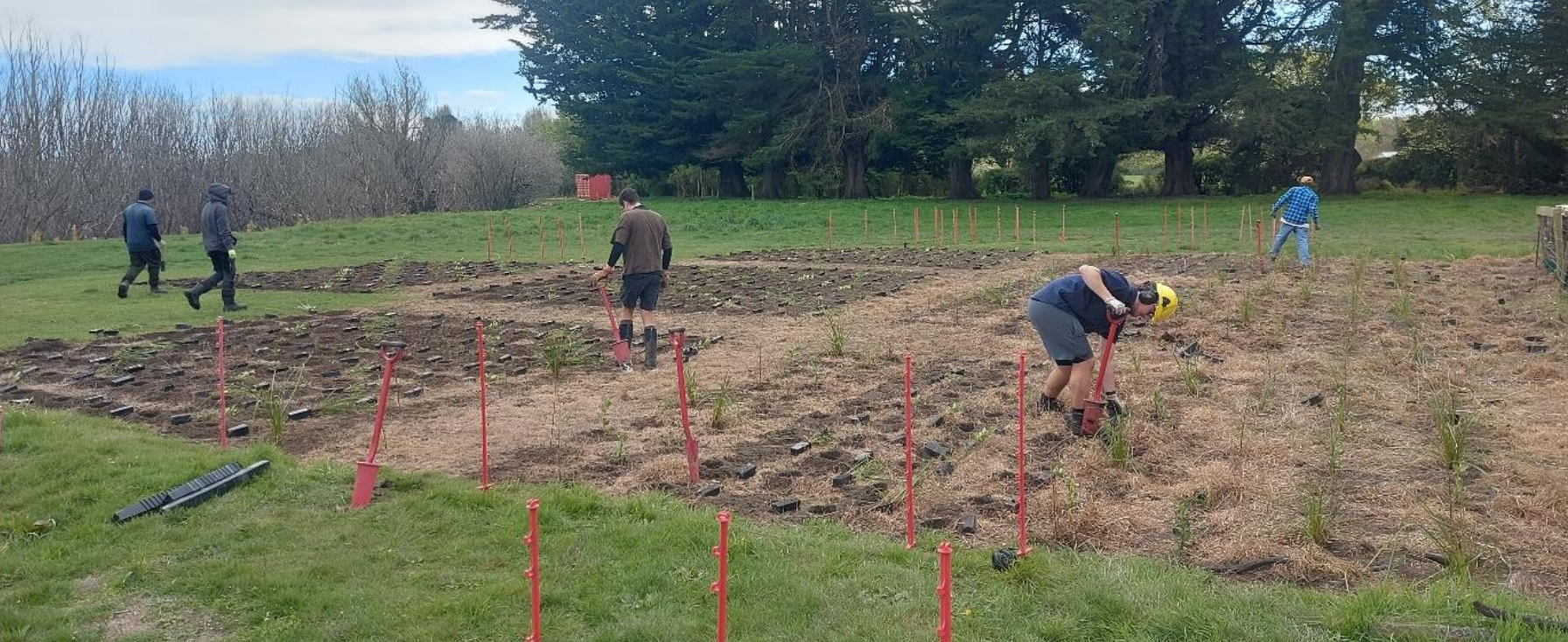 Herbicide Tolerance Study