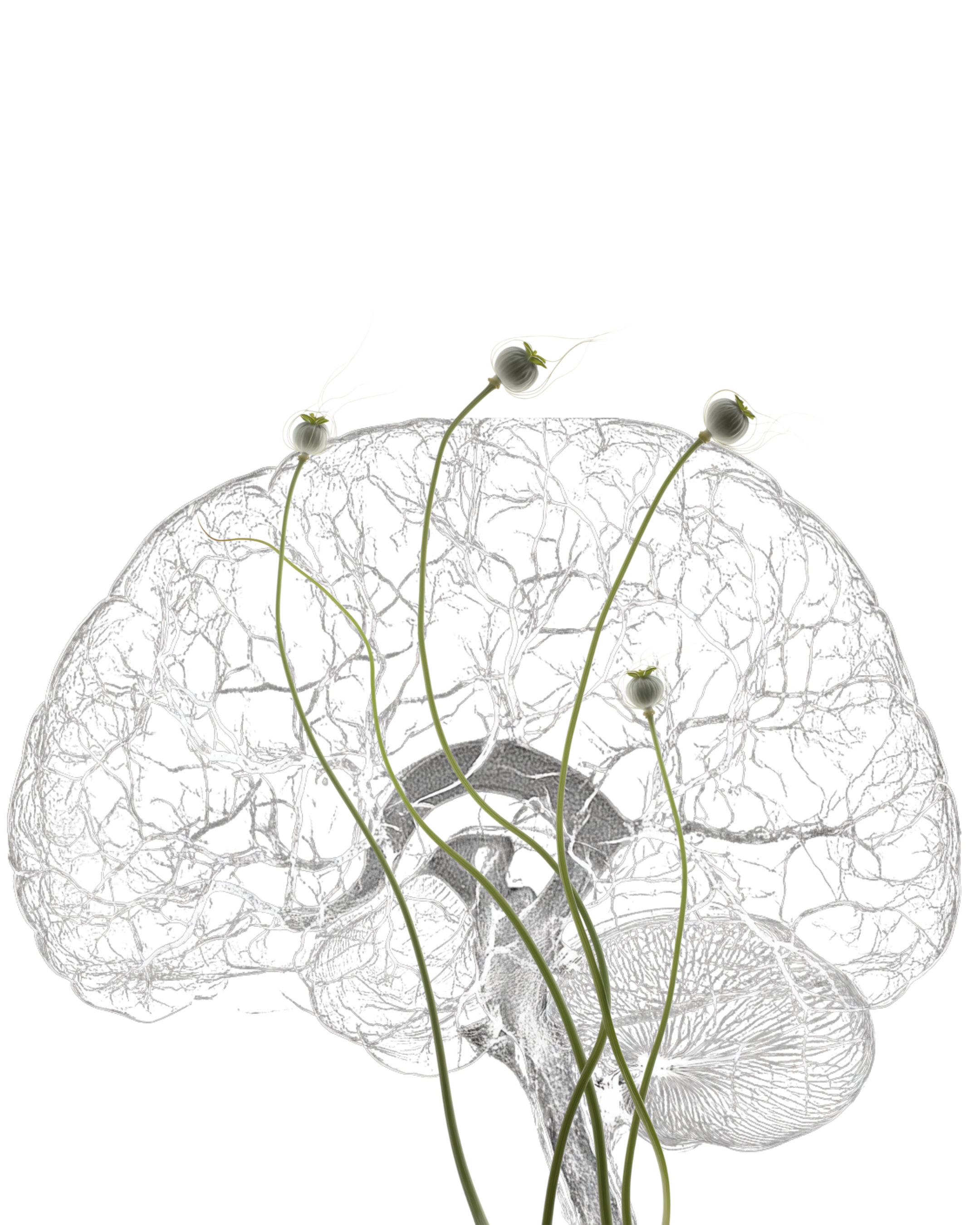 Illustration of a human brain with flowering plant roots growing from it.