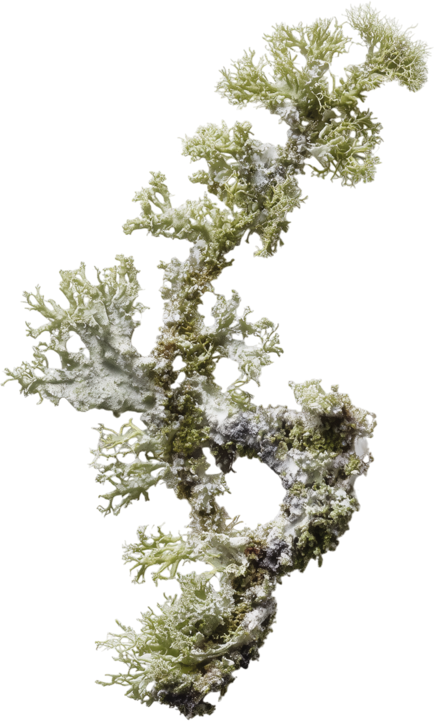 Close-up of a frosted lichen-covered branch with snow on it.